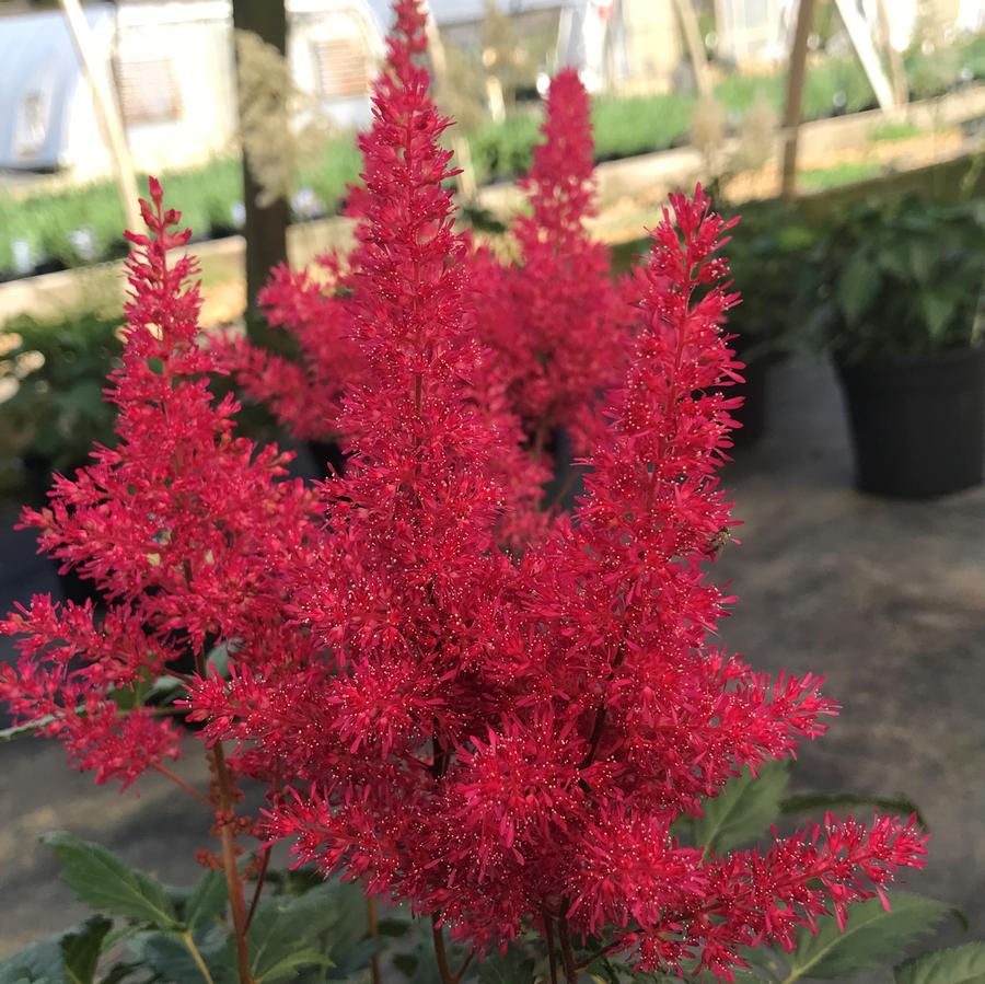 Astilbe japonica Montgomery