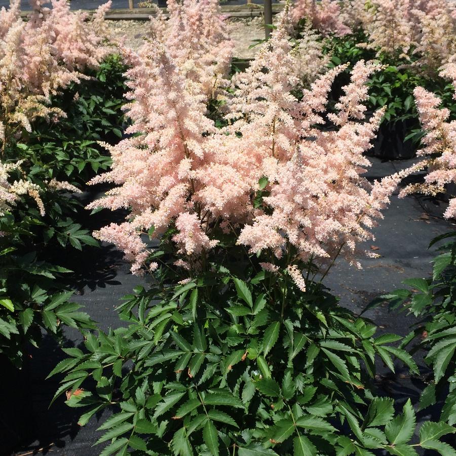 Astilbe Younique™ Younique™'Silvery Pink'