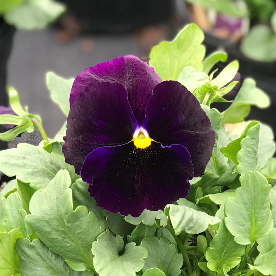 Pansy Matrix® Purple