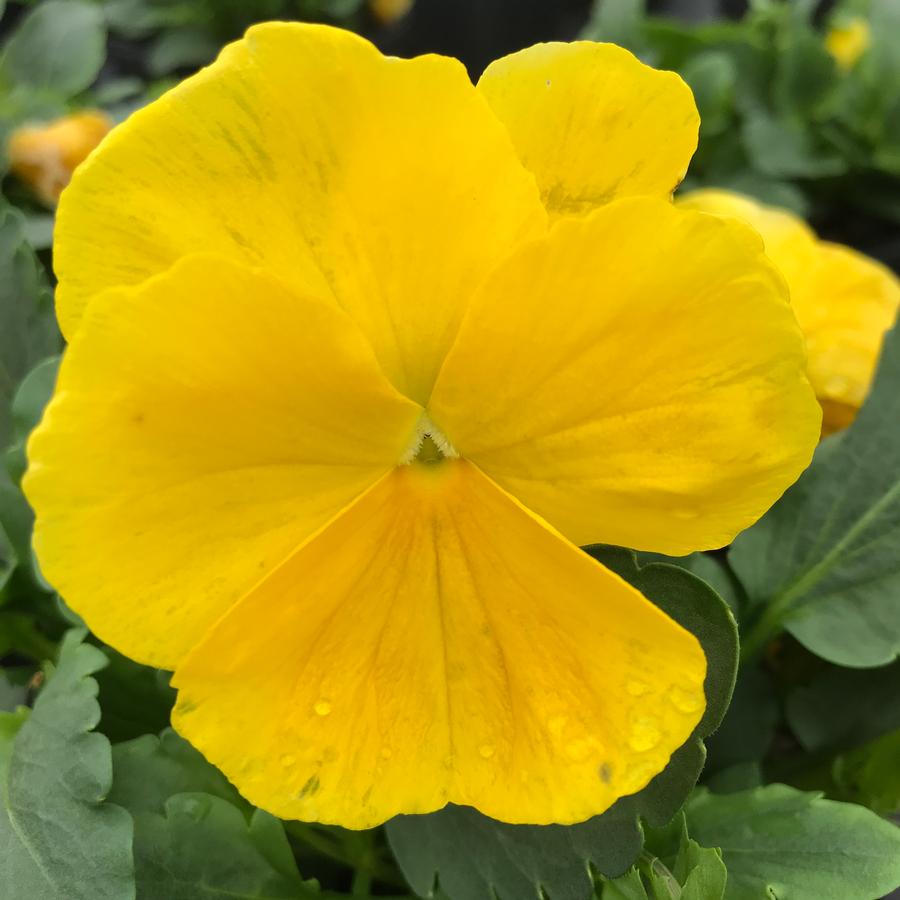 Pansy Matrix® Yellow