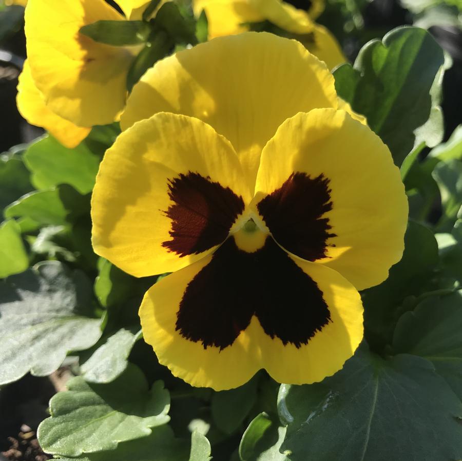 Pansy Matrix® Yellow with Blotch