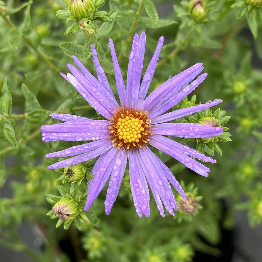 Aster oblongifolius 'Raydon's Favorite'