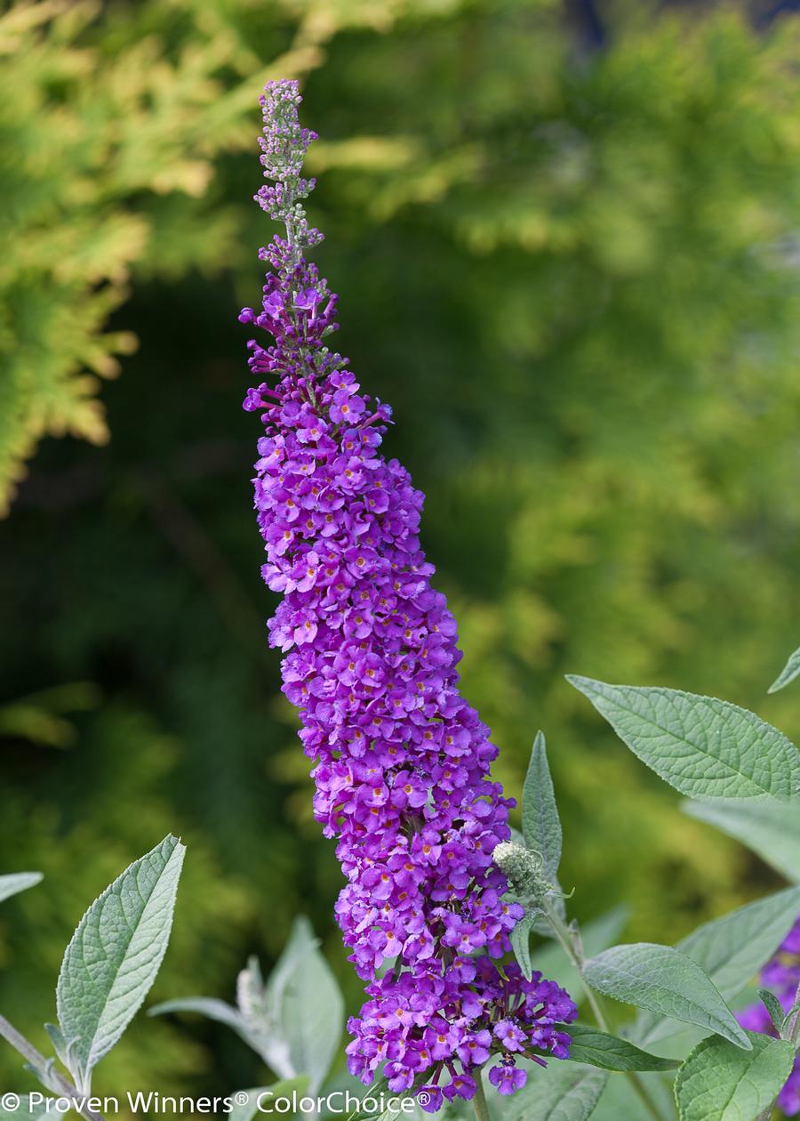 Buddleia x 'Miss Violet'