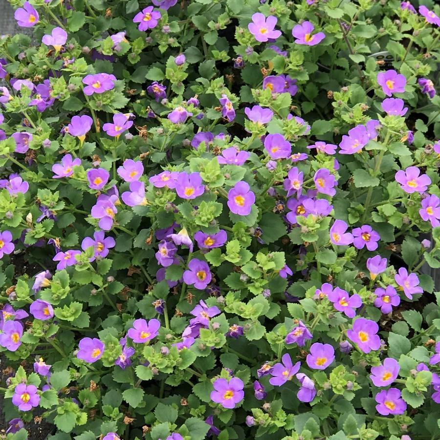 Bacopa Scopia™Gulliver Blue