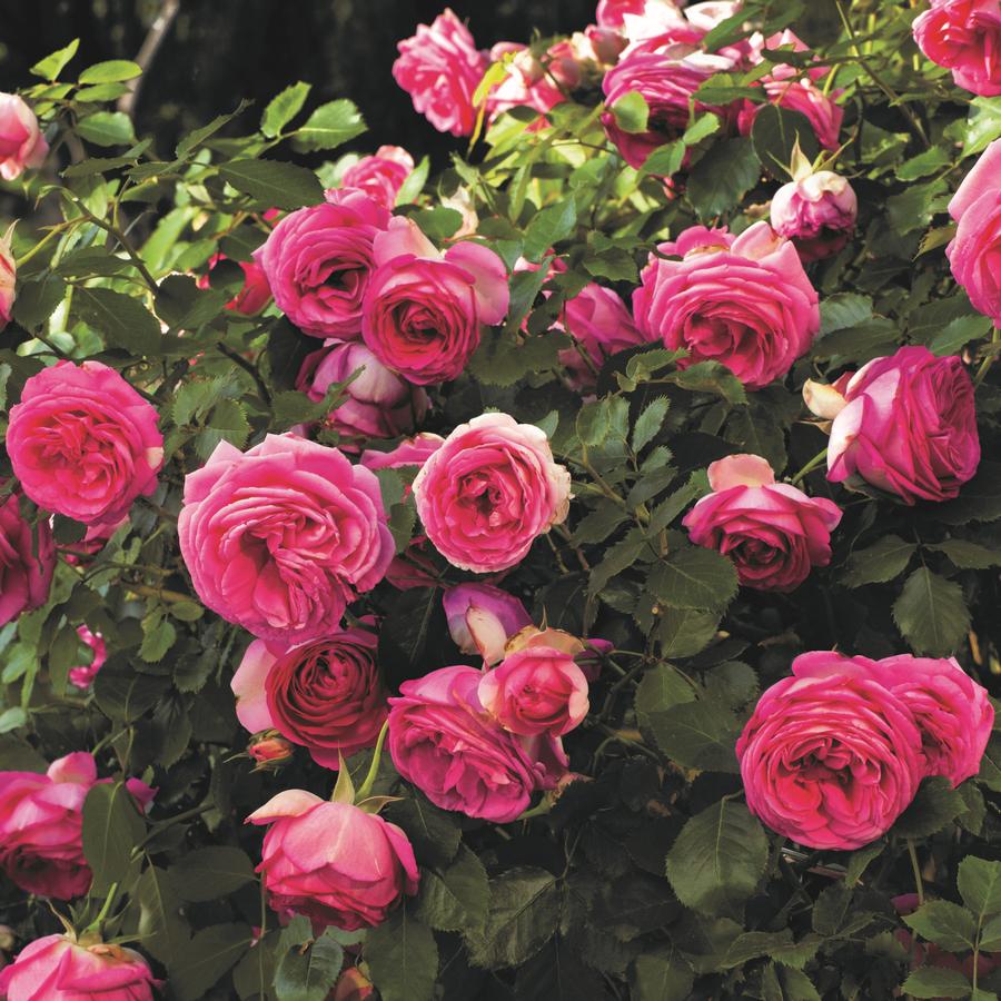Rose Climber Pretty In Pink Eden Climber®