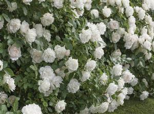 Rose Shrub Icecap&trade;