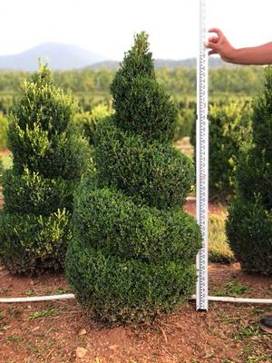 Boxwood Topiary Spiral #4 'John Baldwin' 42-48