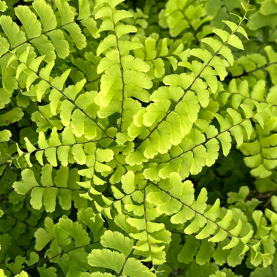 Adiantum pedatum 