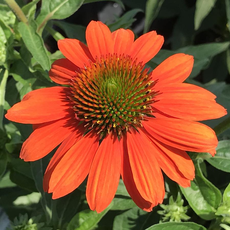 Echinacea Sombrero® Adobe Orange