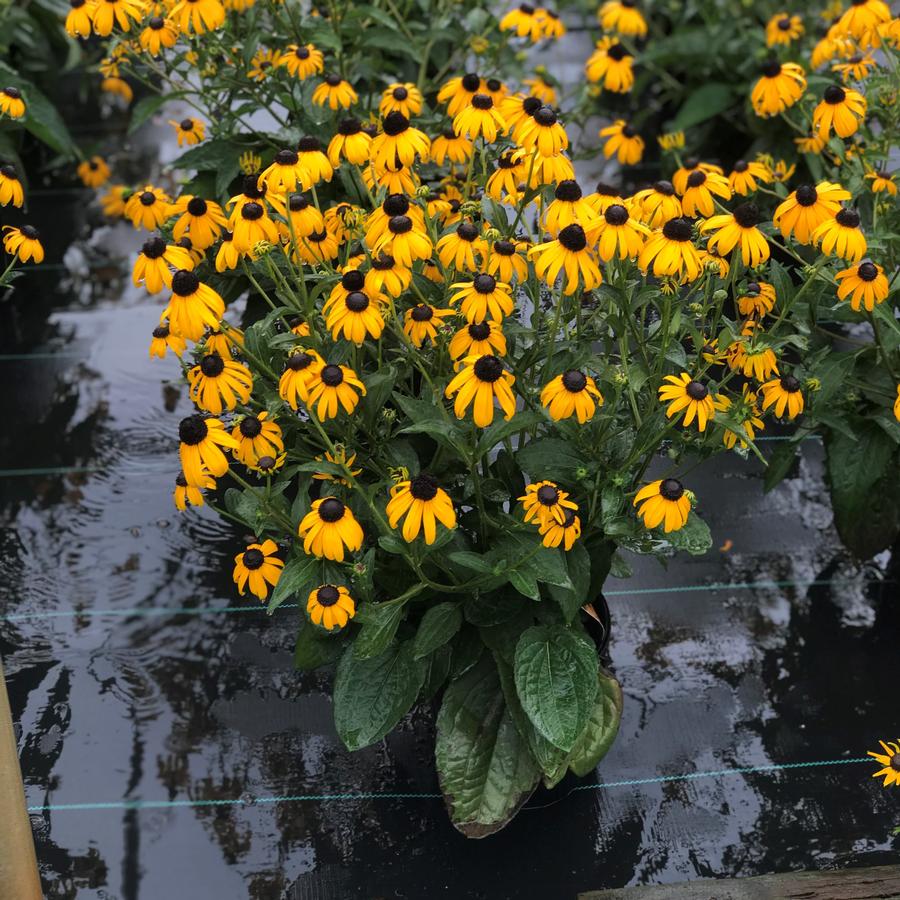 Rudbeckia fulgida 'Goldsturm'