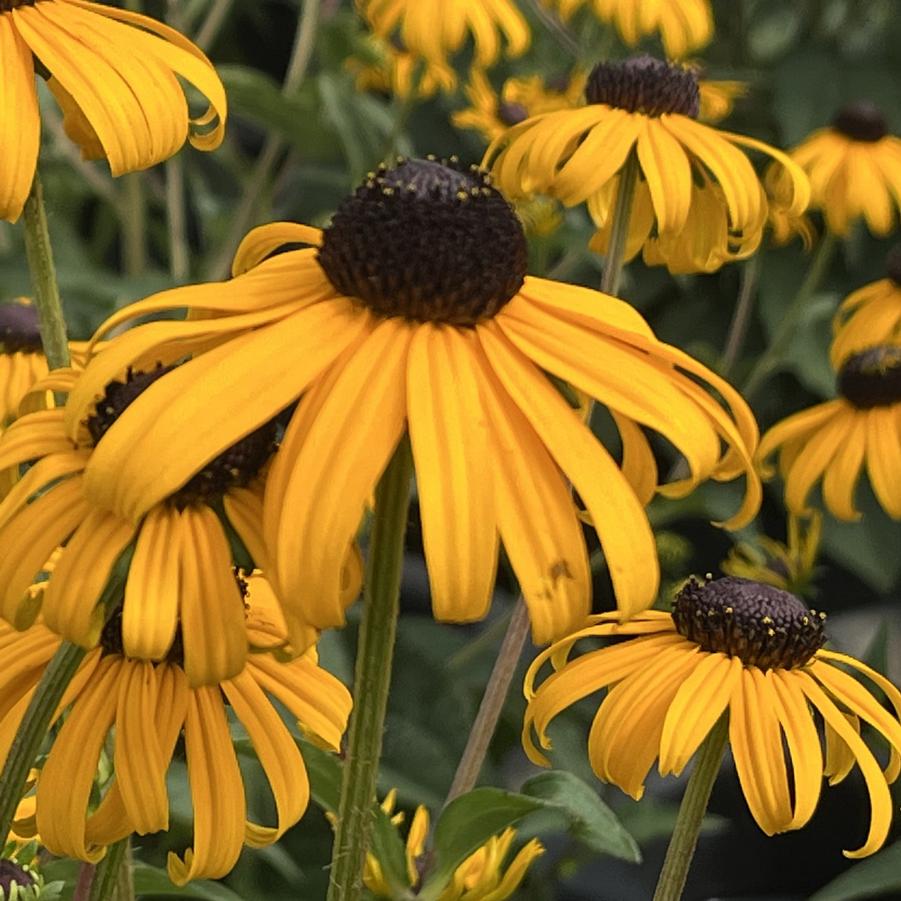 Rudbeckia Fulgida Goldsturm Black Eyed Susan From Saunders Brothers Inc Rudbeckia Fulgida Goldsturm Black Eyed Susan From Saunders Brothers Inc