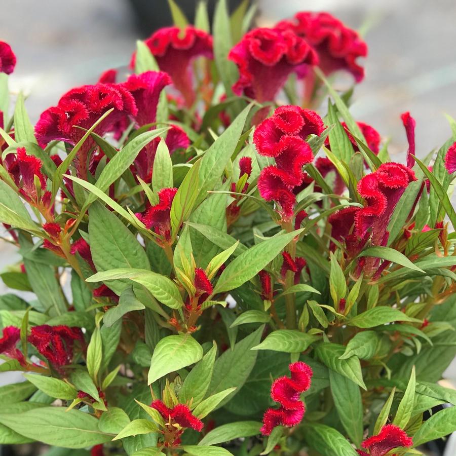 Celosia cristata Twisted