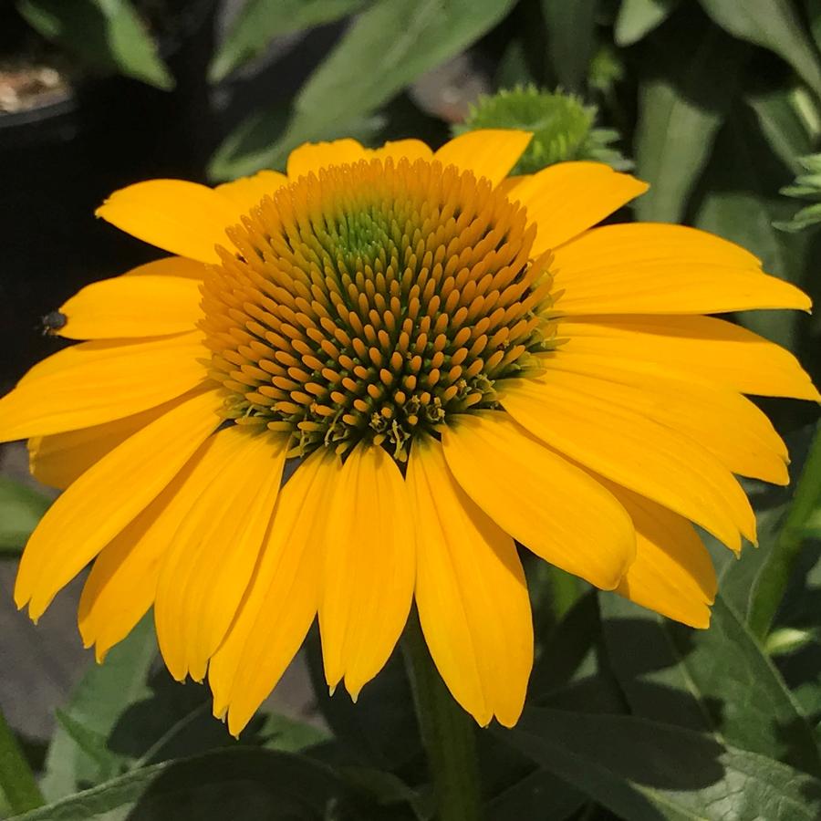 Echinacea Sombrero® Lemon Yellow