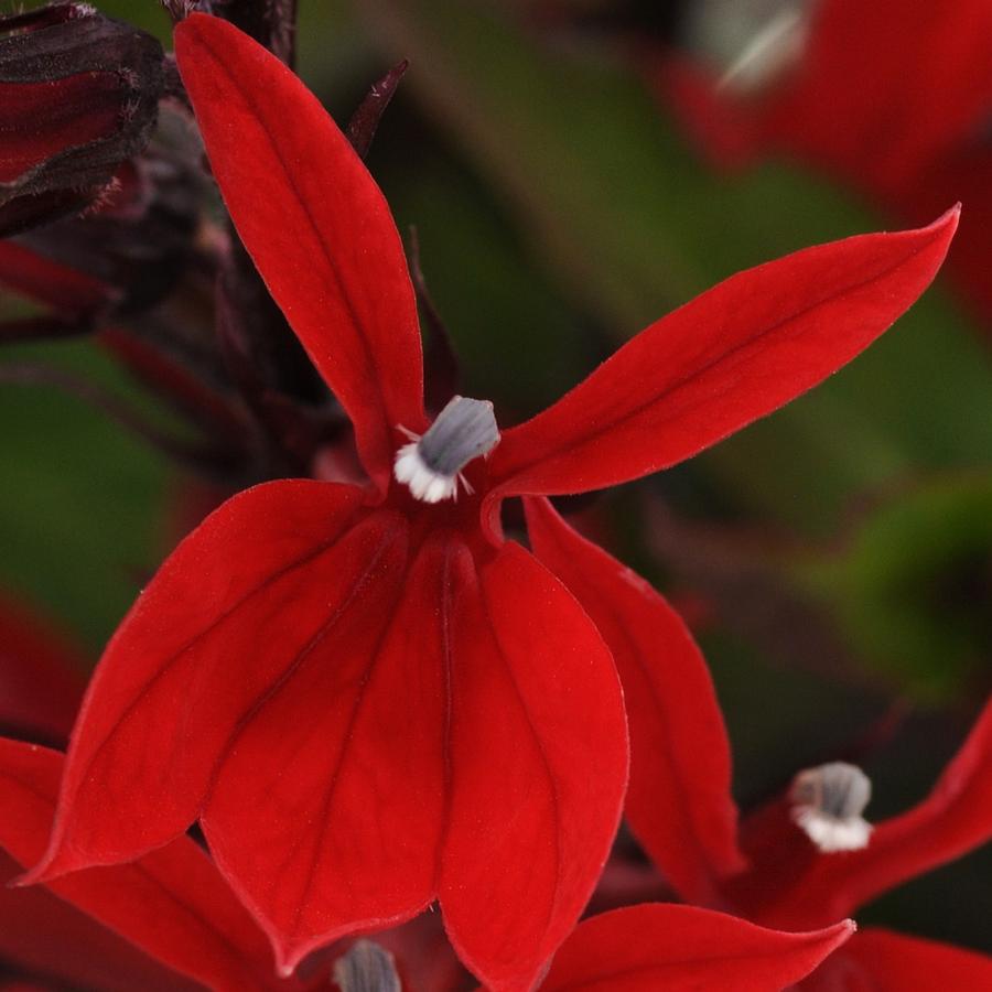 Lobelia x speciosa Starship Scarlet