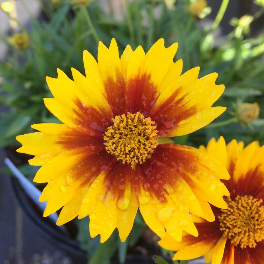 Coreopsis Li'l Bang™ 'Daybreak'