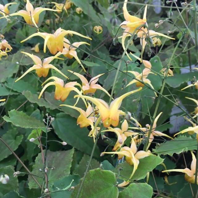 Epimedium 'Amber Queen'