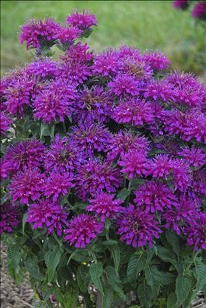 Monarda Sugar Buzz® Grape Gumball