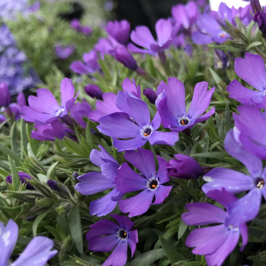 Phlox Violet Pinwheels