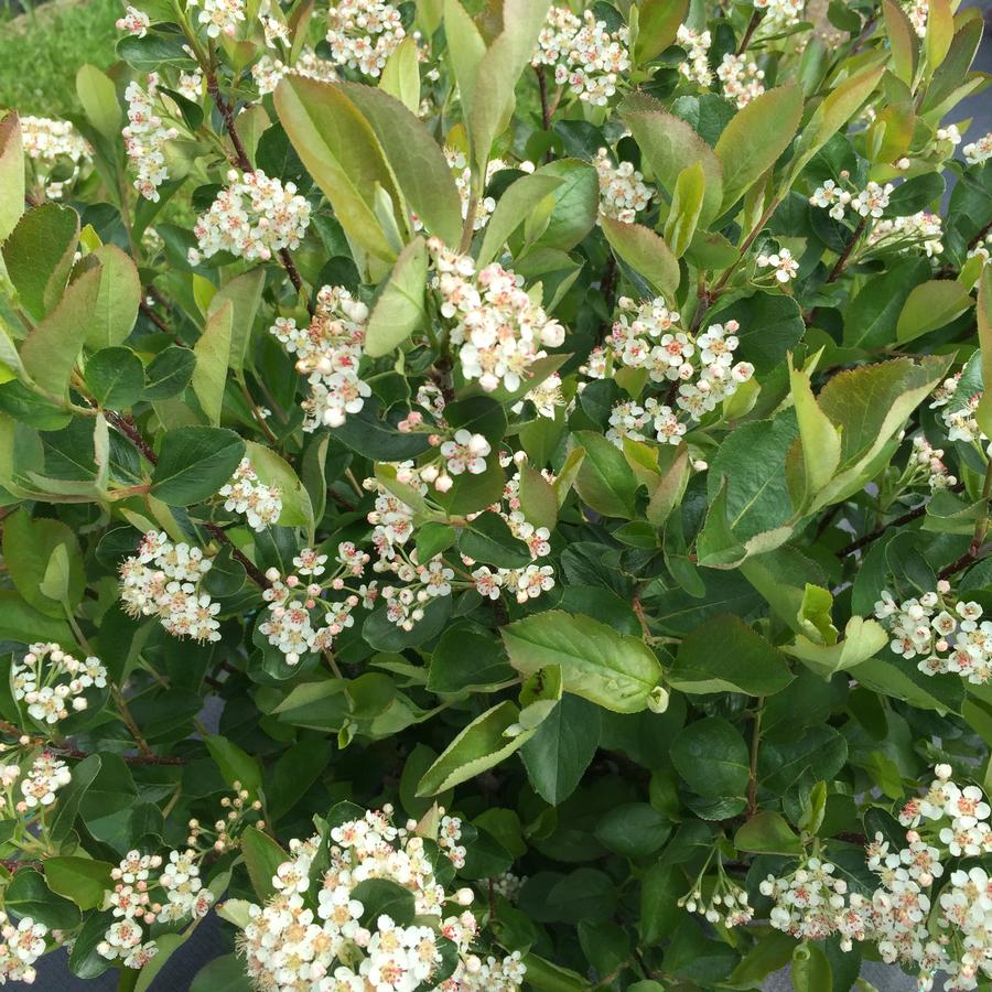 Aronia melanocarpa Low Scape Hedger®
