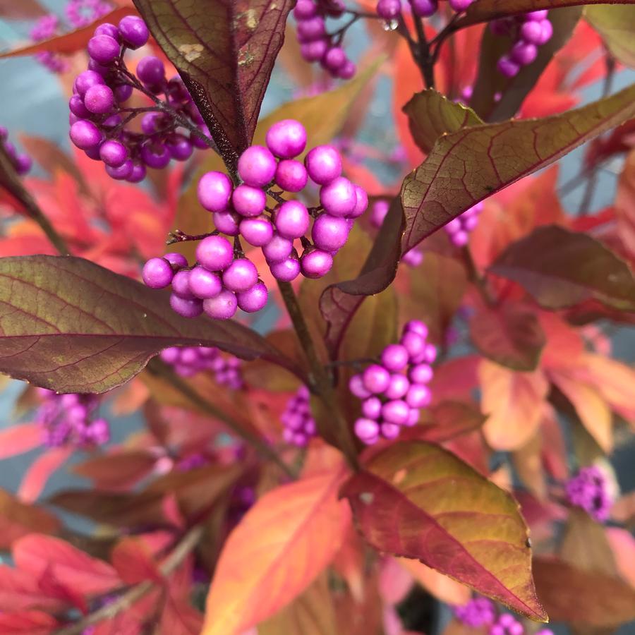 Callicarpa x Pearl Glam®