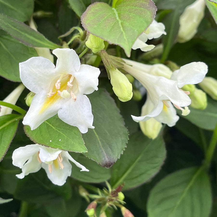 Weigela x Tuxedo™