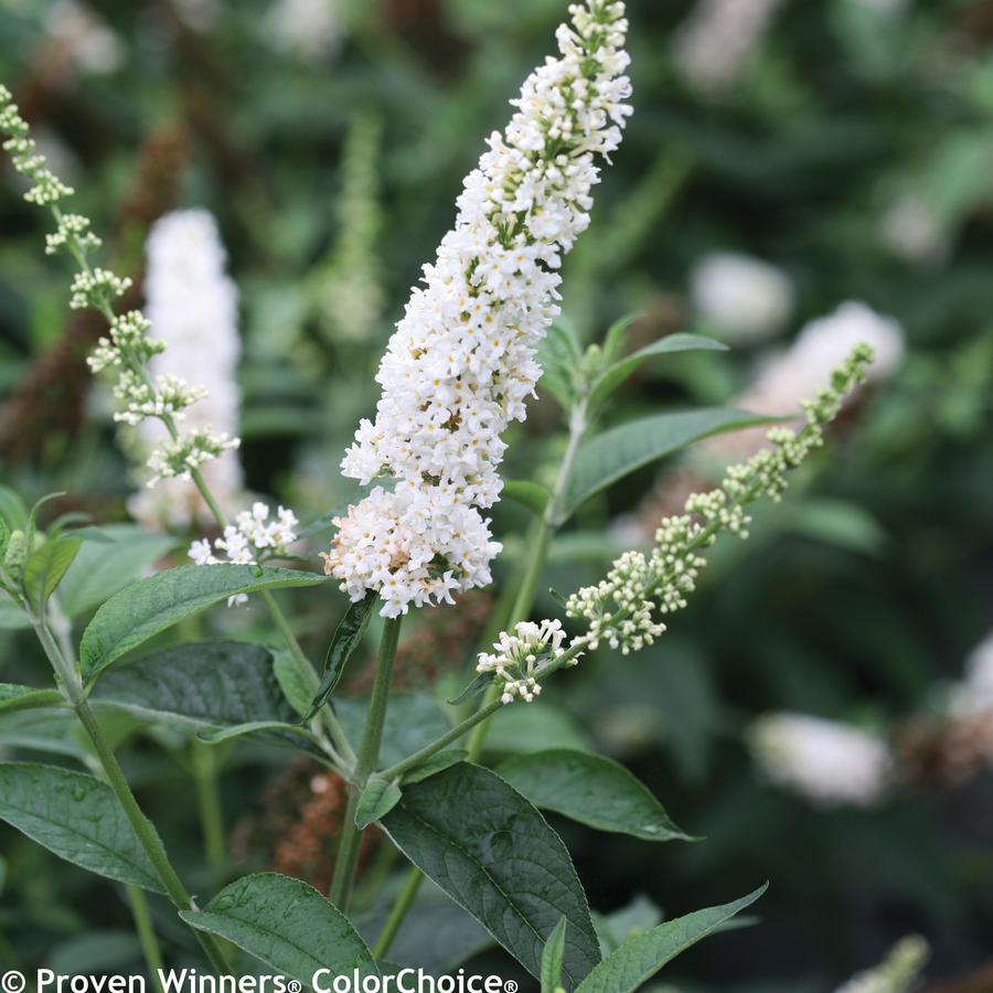 Buddleia 'Miss Pearl'