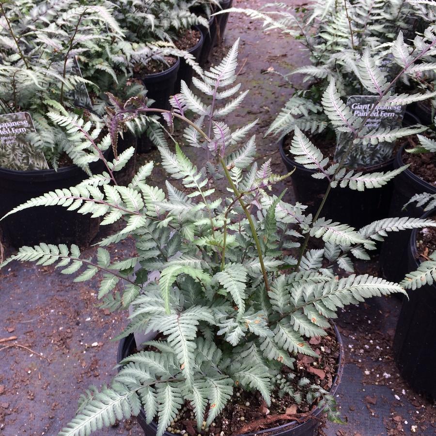 Athyrium 'Godzilla'