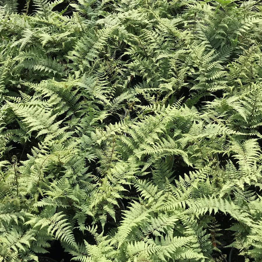 Athyrium x 'Ghost'