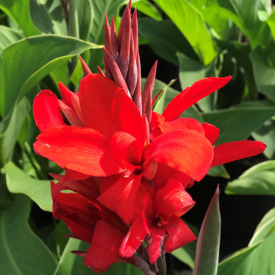 Canna Island Series 'Kreta'