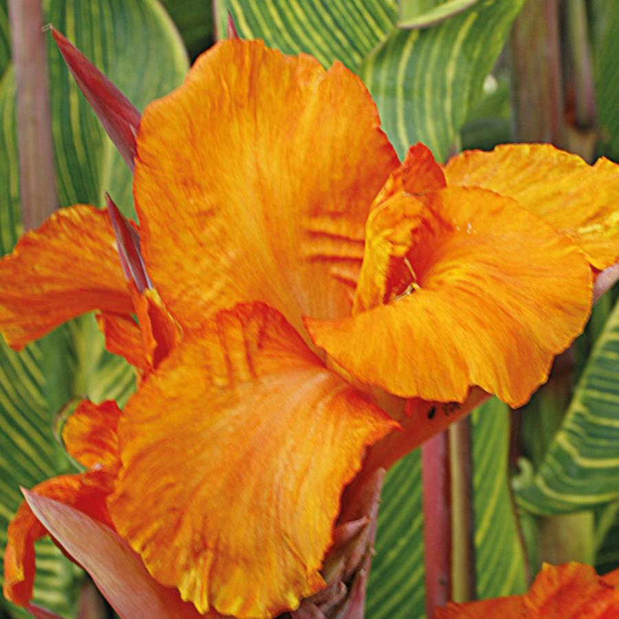 Canna Pretoria