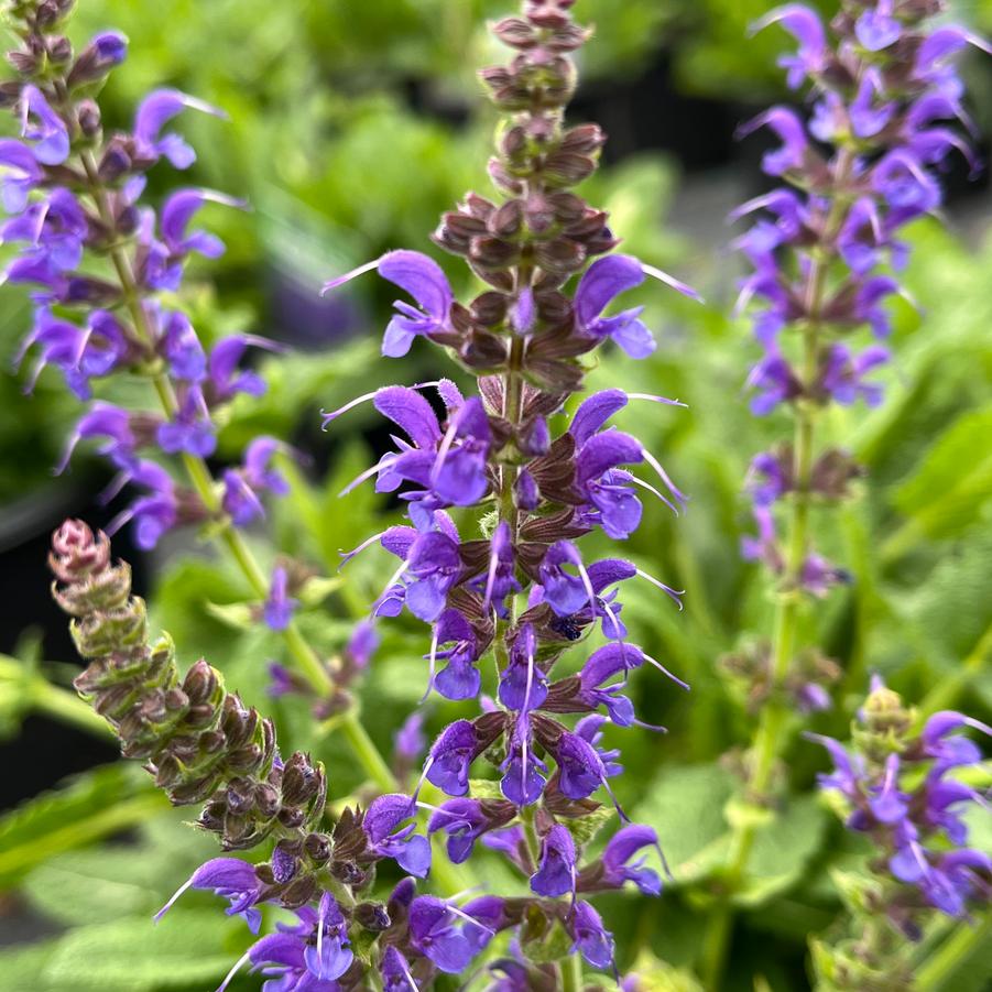 Salvia nemorosa 'May Night'