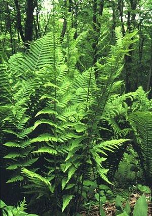 Dryopteris x australis 