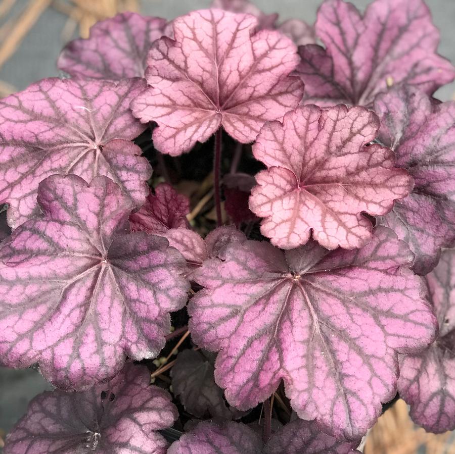 Heuchera Primo™ 'Wild Rose' Coral Bells from Saunders Brothers Inc