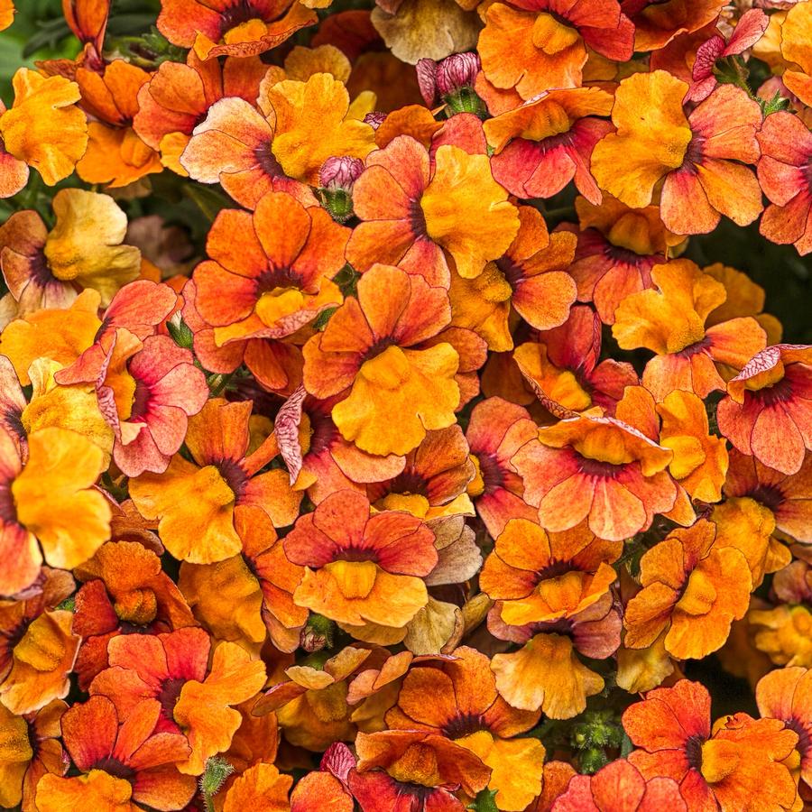 Nemesia Sunsatia® Blood Orange