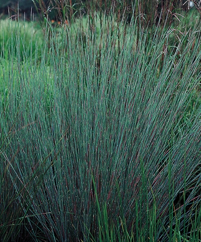 Schizachyrium scoparium 'The Blues'