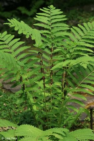 Osmunda claytoniana 