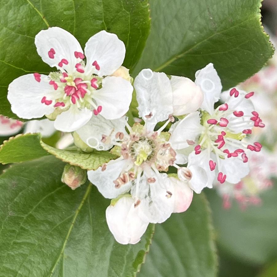 Aronia melanocarpa Low Scape Mound®