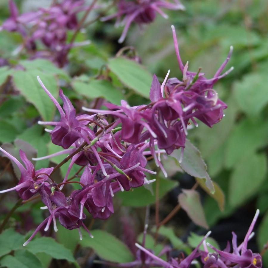 Epimedium grandiflorum 'Purple Prince'