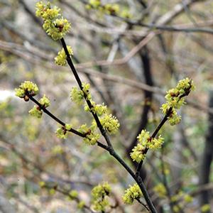 Lindera benzoin 