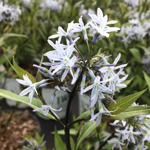 Amsonia tabernaemontana 'Storm Cloud'