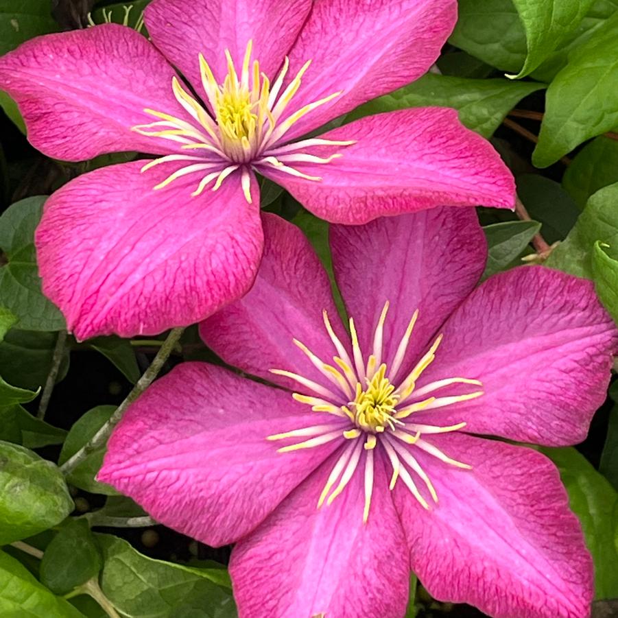 Clematis 'Ville de Lyon'