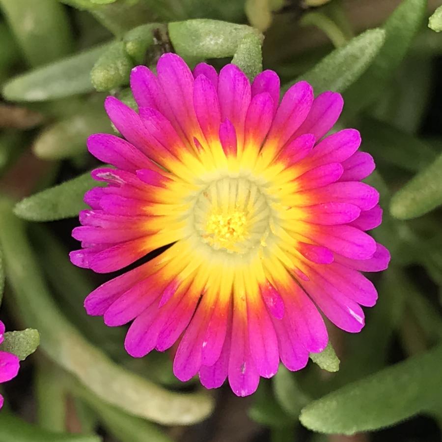 Delosperma Wheels of Wonder™ Hot Pink Wonder