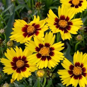 Coreopsis grandiflora SunKiss