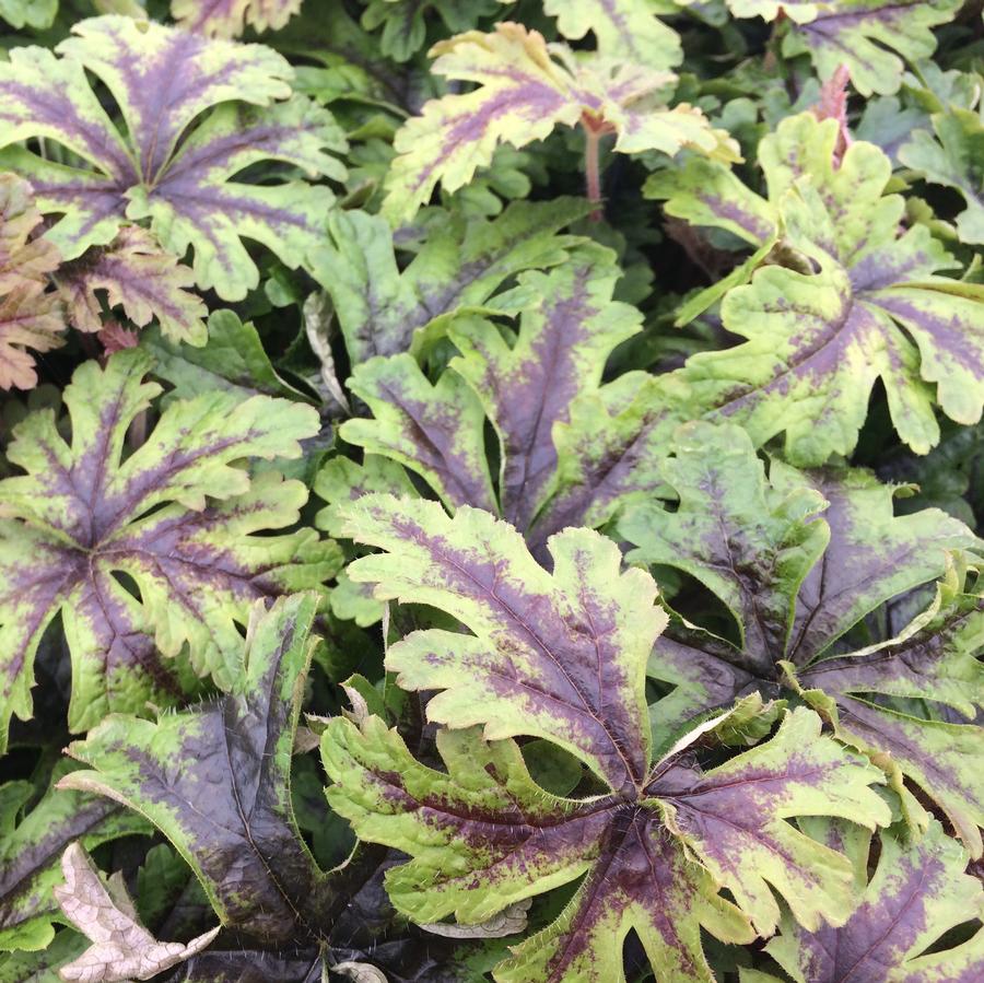 Tiarella American Trail&trade; Sylvan&trade;Lace