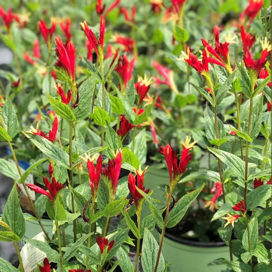 Spigelia marilandica Little Redhead