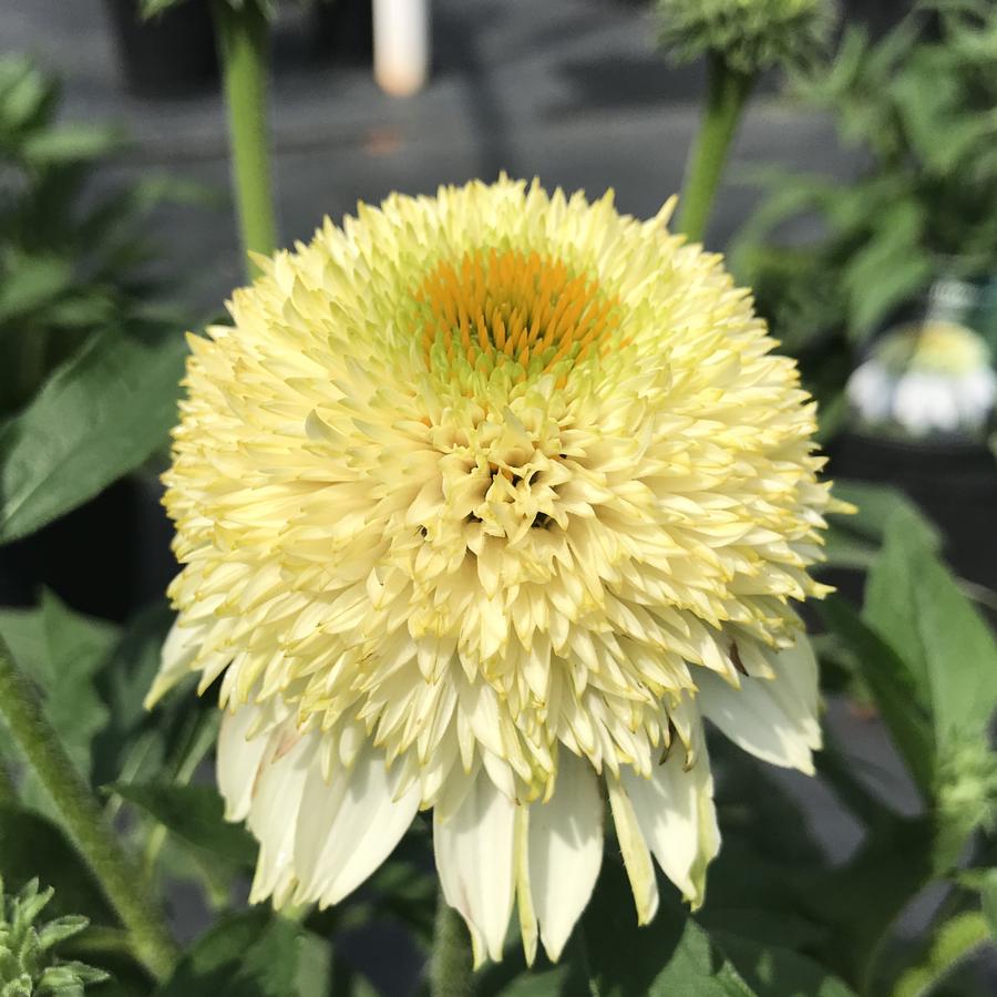 Echinacea PUFF™ Vanilla