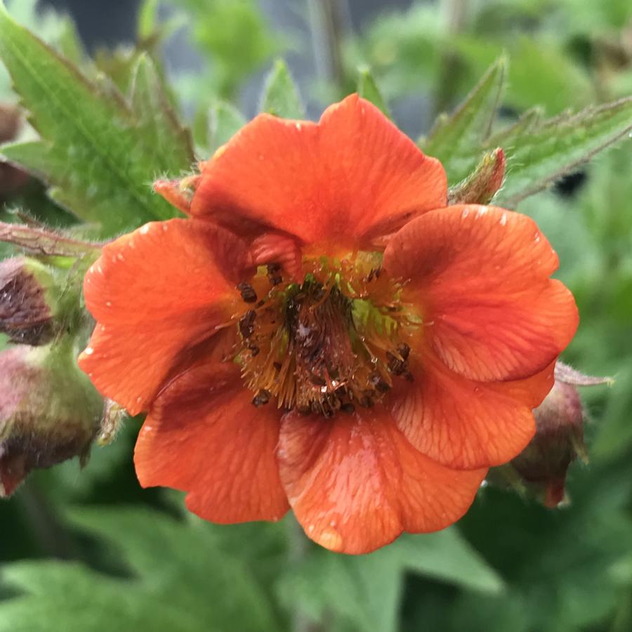 Geum RUSTICO™ Orange