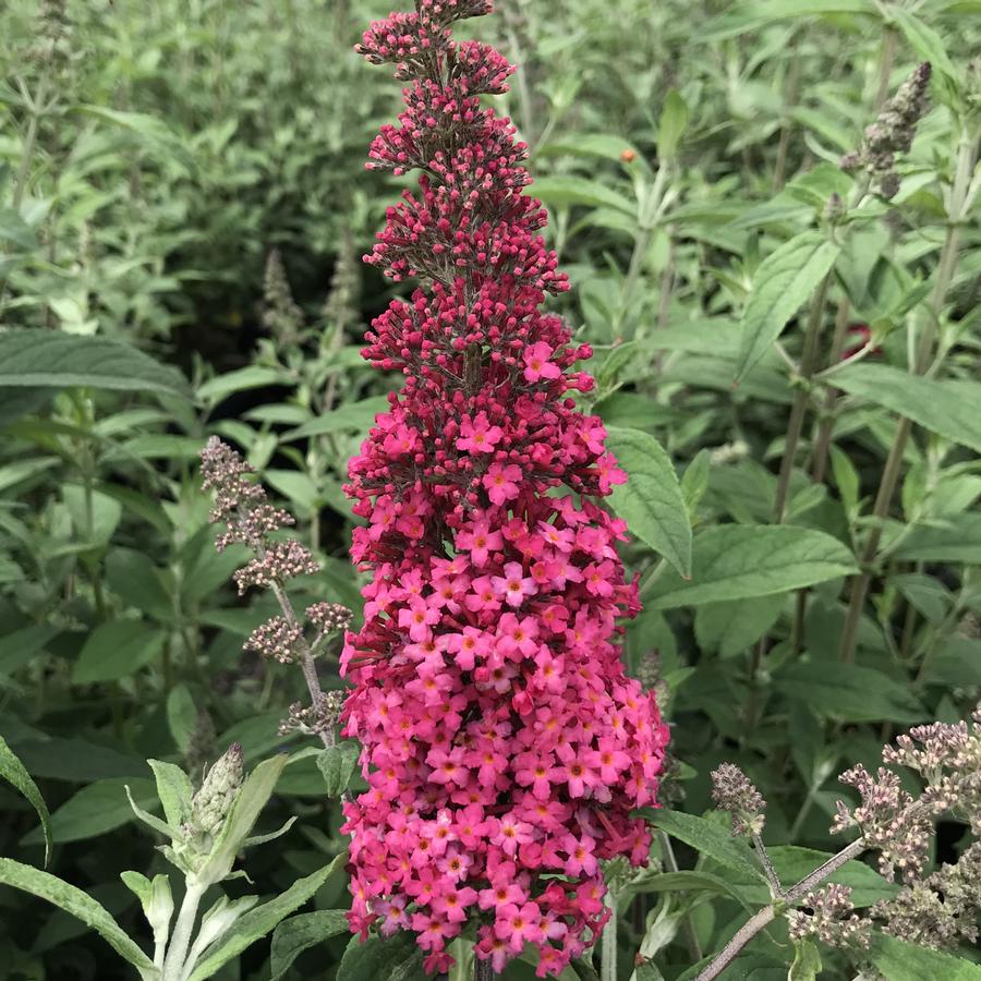 Buddleia Monarch® 'Prince Charming'