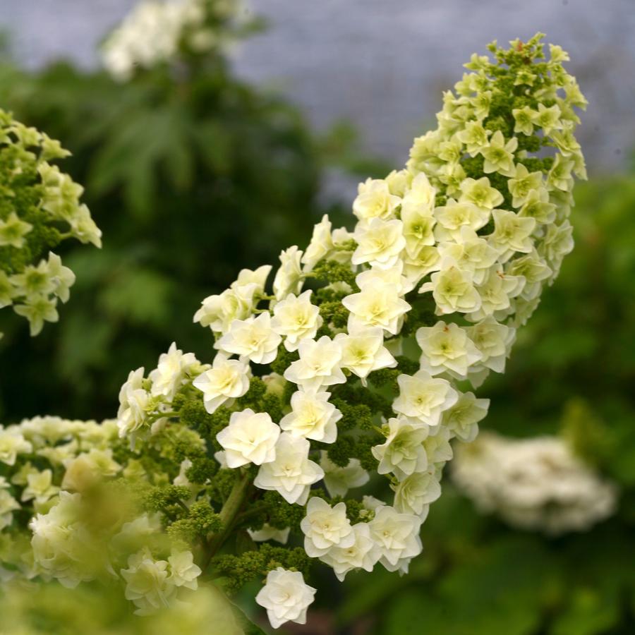 Hydrangea quercifolia Gatsby Star®