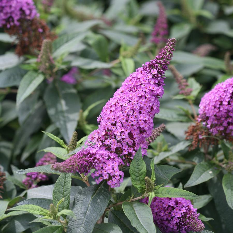 Buddleia x Pugster Periwinkle®